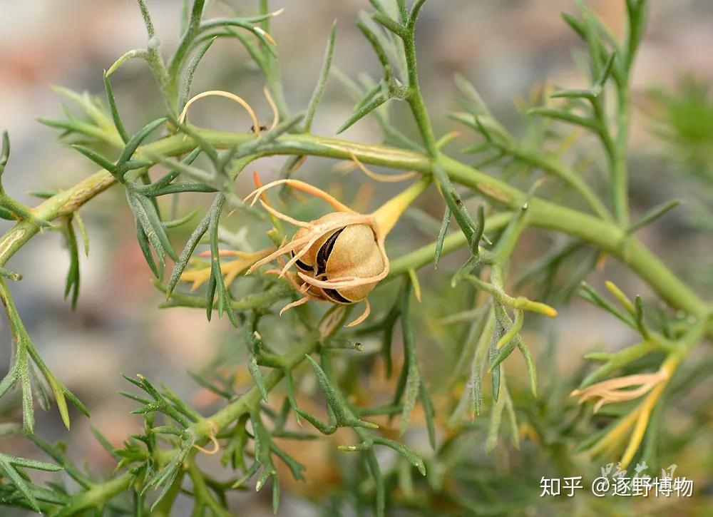 霸王豆型霸王甘肃霸王蒺藜骆驼刺灰叶铁线莲小甘菊戟叶鹅绒藤海乳草