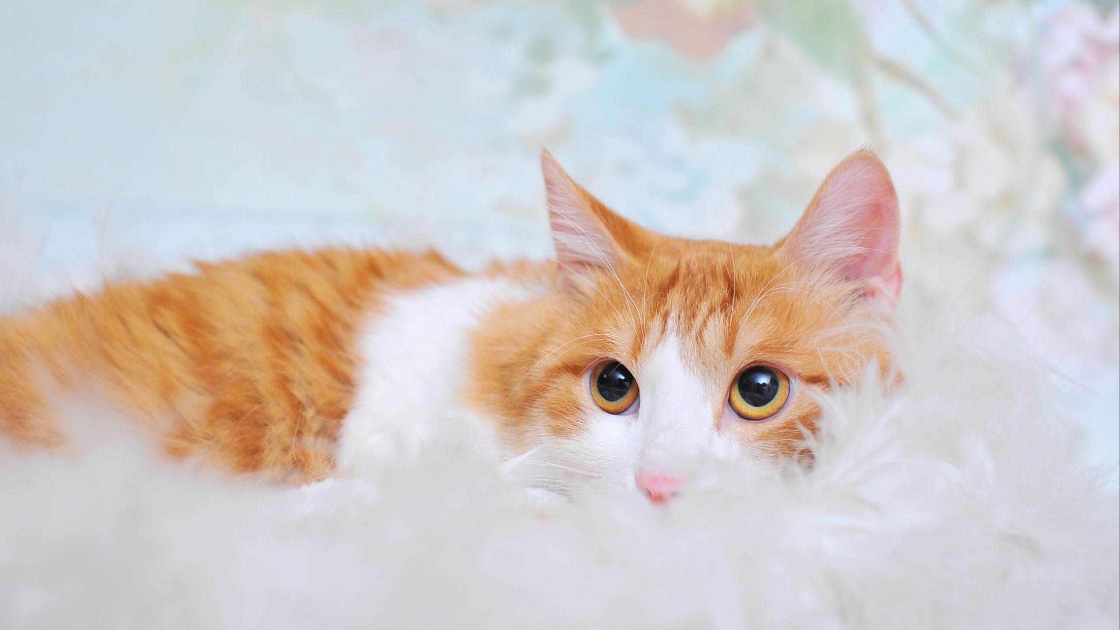 有哪些关于宠物的温馨电脑壁纸值得分享? - 知乎