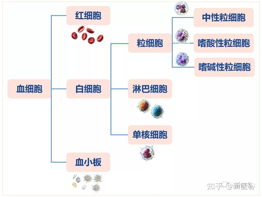 谷谷带你读懂报告单之血常规 - 知乎