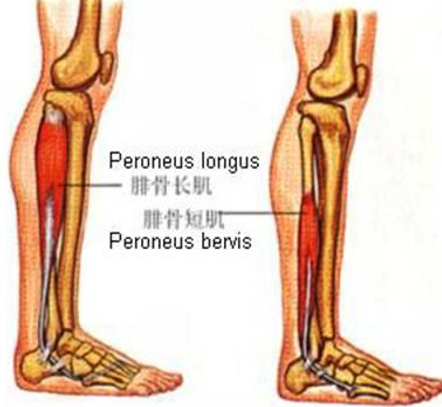 底腓骨短肌:起腓骨外 侧面下2/3骨面,止第 5跖骨粗隆胫骨后肌: 起自