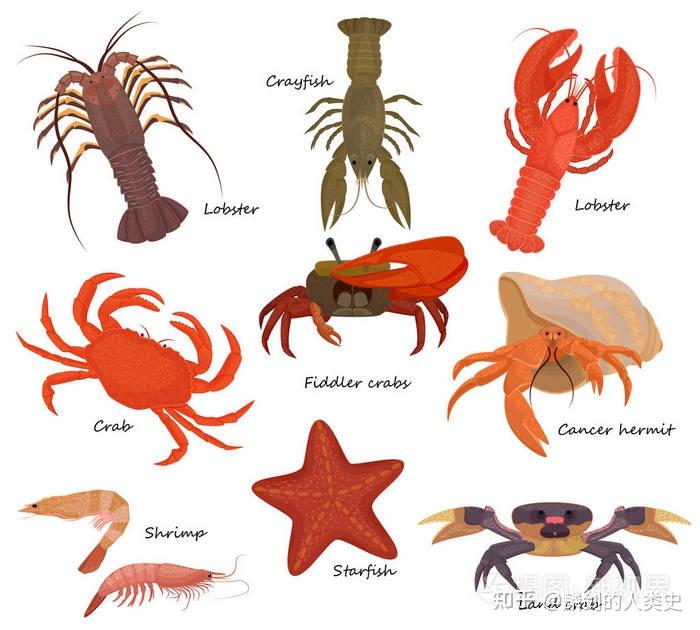 节肢动物门—甲壳亚门(中)