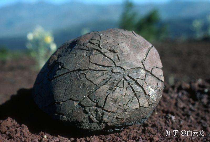 恐龙蛋化石切开后是什么样的? - 知乎