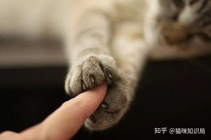 猫也会得抑郁症,别让你的猫咪经历这些 - 知乎