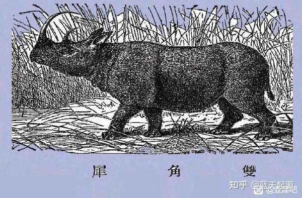 古犀解密~古犀到底长啥样 - 知乎