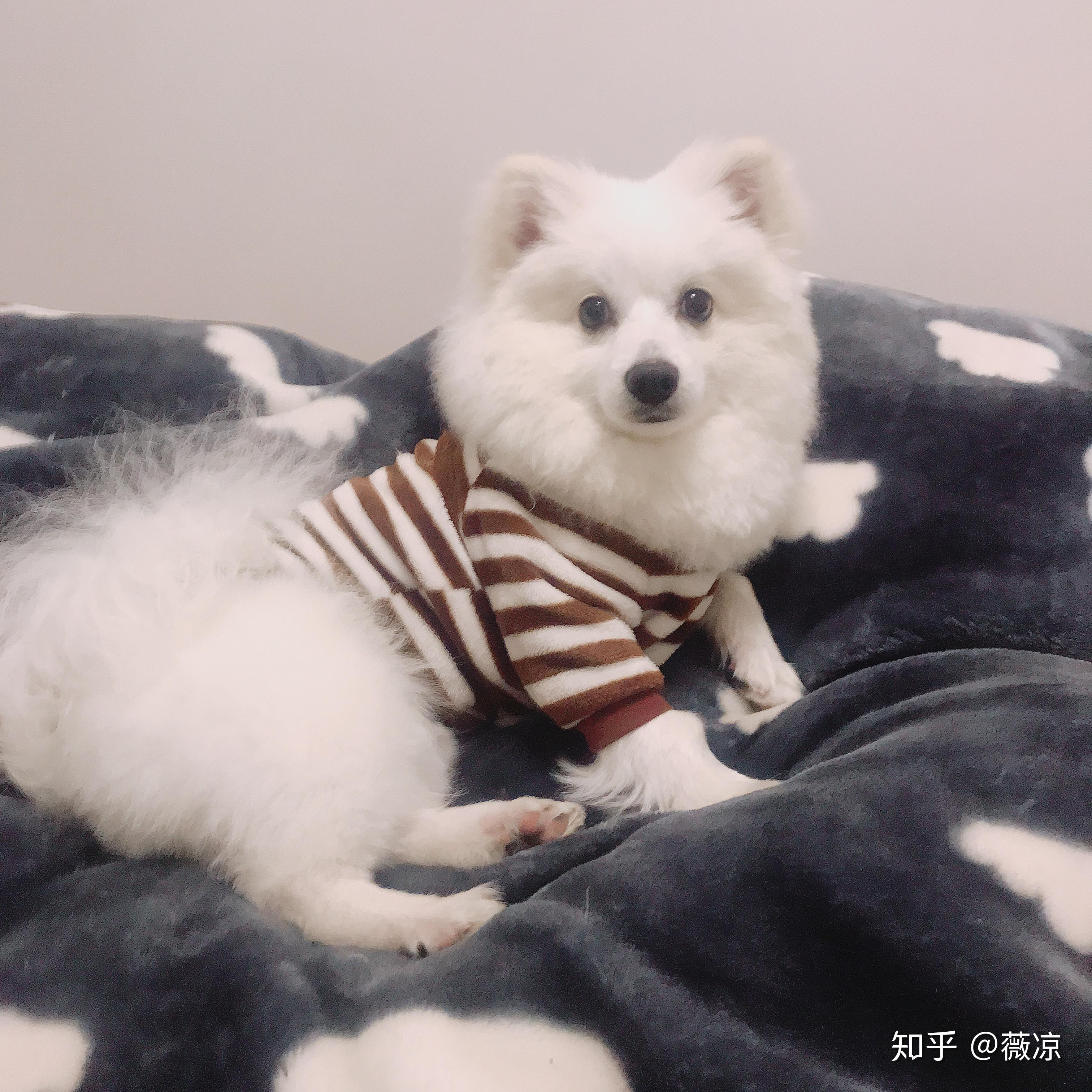 这是银狐博美串!四个月什么时候猴子期才能过去呢? - 知乎