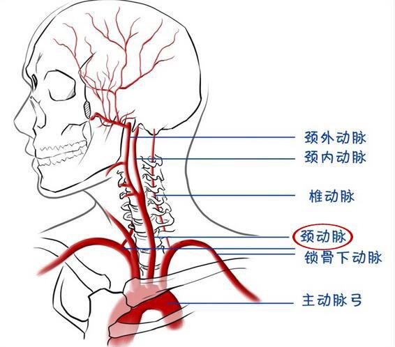 颈总动脉分支图片