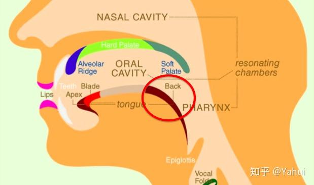 舌后部抬起读某个音标,那么舌后部在哪儿?