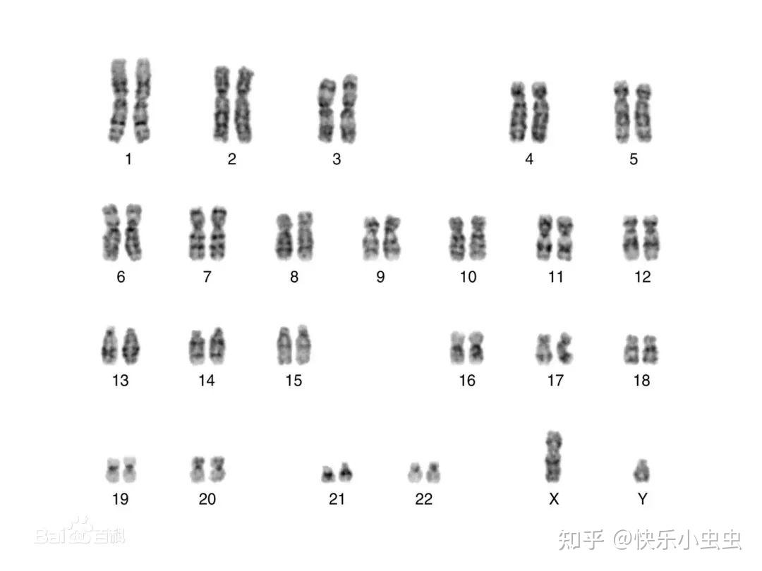 染色体核型和基因芯片哪个准_挂云帆