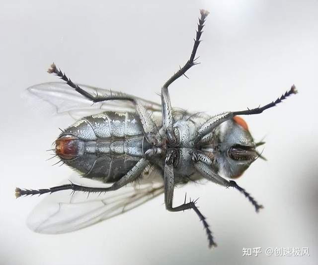 苍蝇为什么把自己的头拧下来?