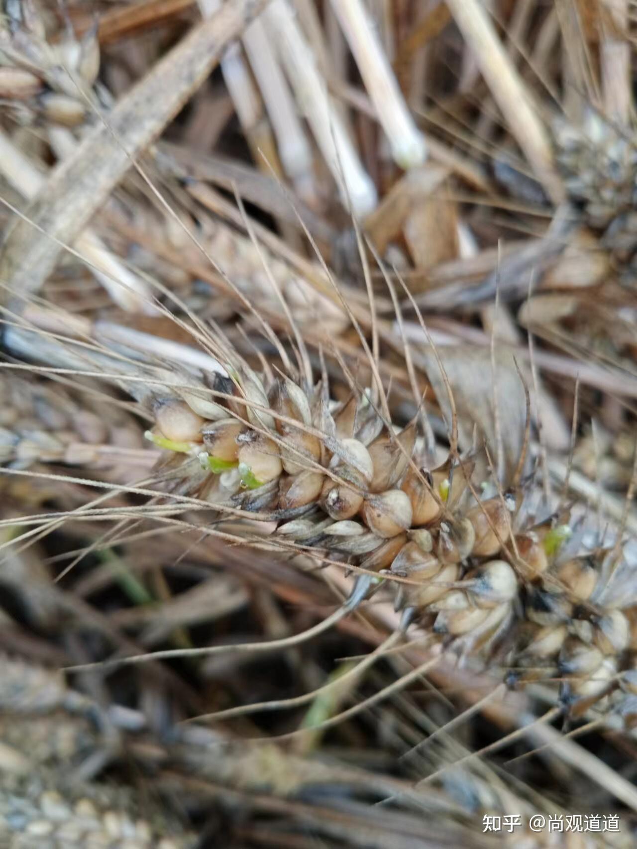 河南小麥發芽錯在形式主義