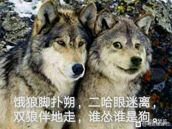 v2-f4ed5b7cca4b250b8938f98bcc6254f4_r.jpg