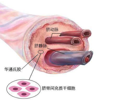 胎儿脐静脉走行示意图图片