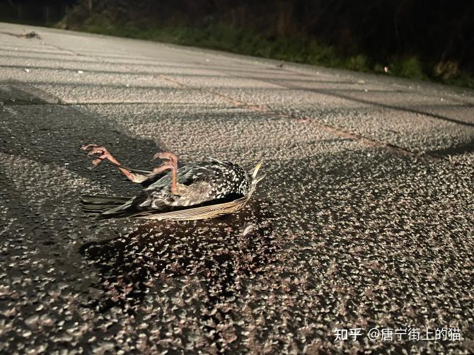 詭異死亡事件:200只椋鳥從天而降,驚恐的司機說就像看恐怖片 - 知乎