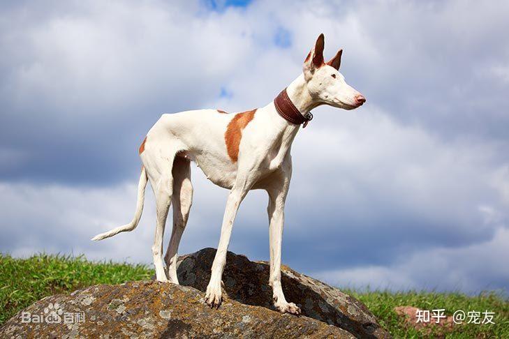 nzpap宠友社交:【宠物百科】伊比赞猎犬