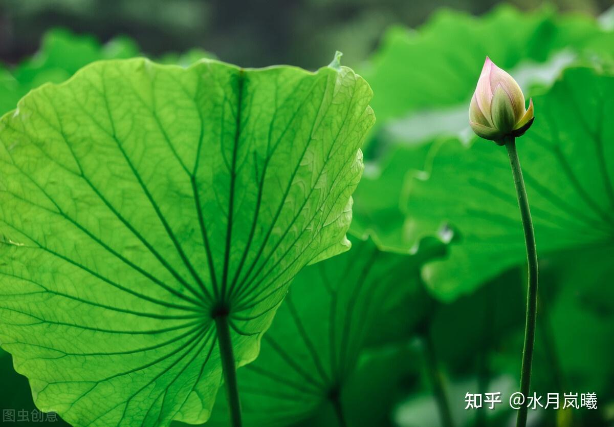 做个闲人,临窗听雨,与明月清风为伴,听岁月无声游走 - 知乎