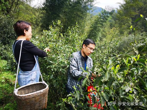 安化黑茶的功效 恰哒八木春黑茶 饿死郎中屋里牙什么意思 知乎