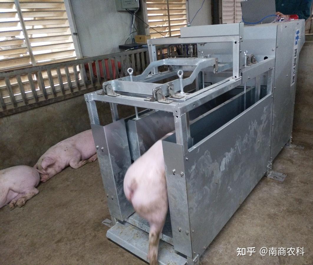 种猪-法系种猪-原种种猪-种猪价格-种公猪-猪精 - 科普利信贸易（北京）有限公司