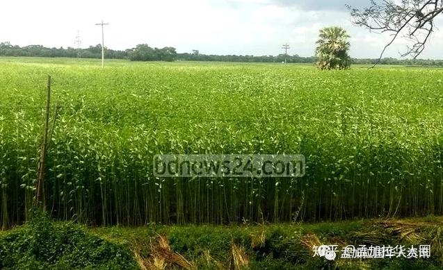 复兴孟加拉国黄麻农民因出口飙升40的创纪录高价而激动不已
