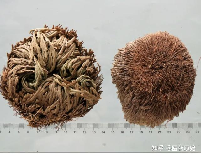 带你识别卷柏 - 知乎