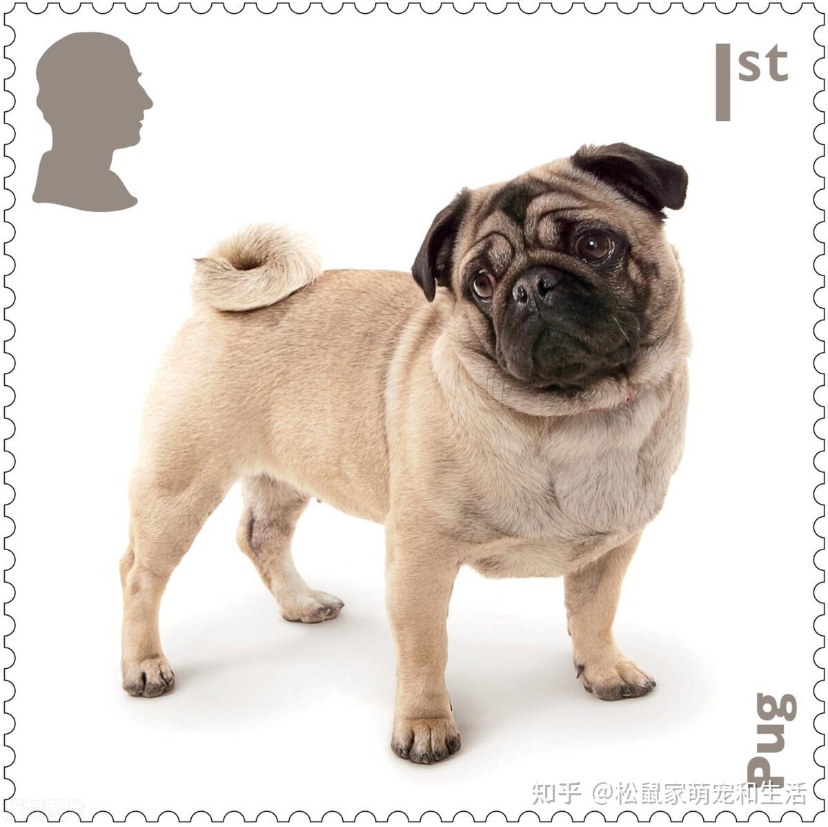 狗为什么怕打雷