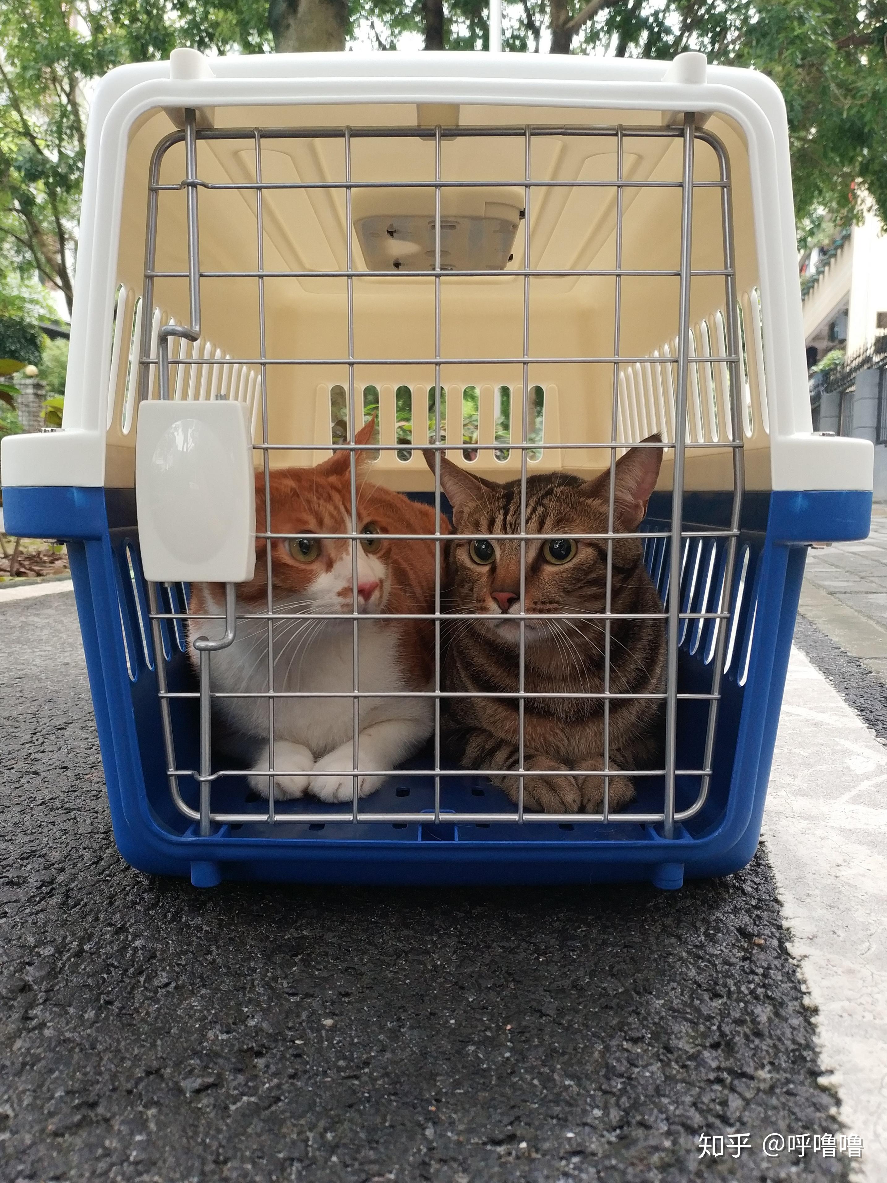 猫咪空运深圳成都深圳航空