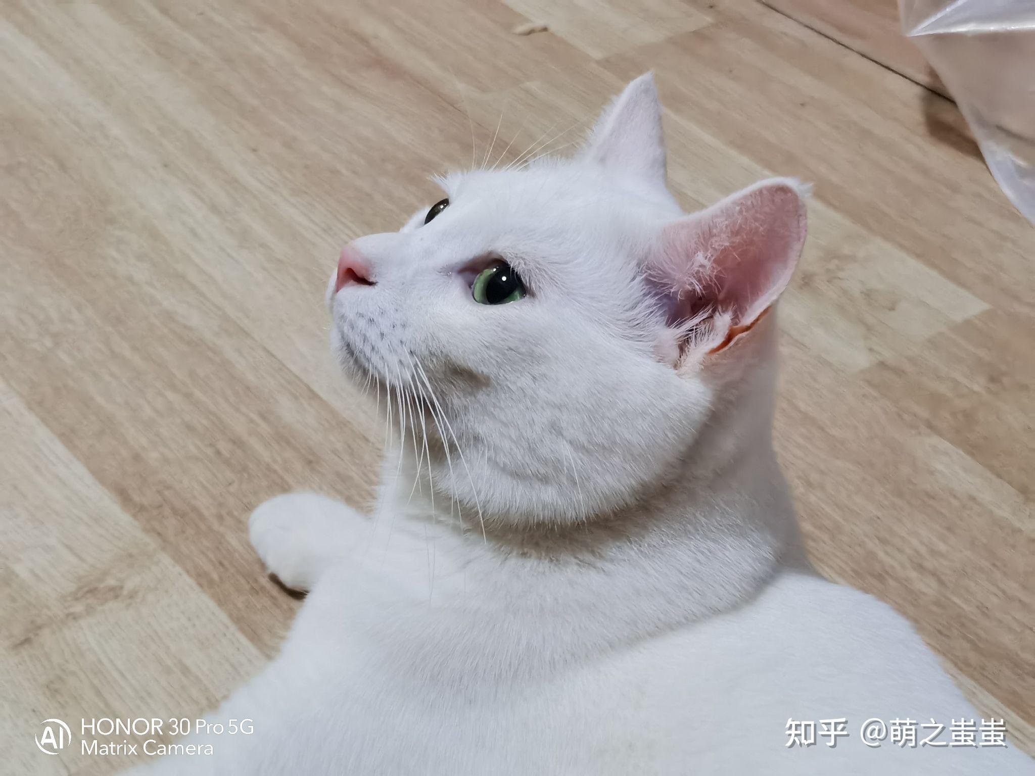 绿眼白猫是什么品种? - 知乎