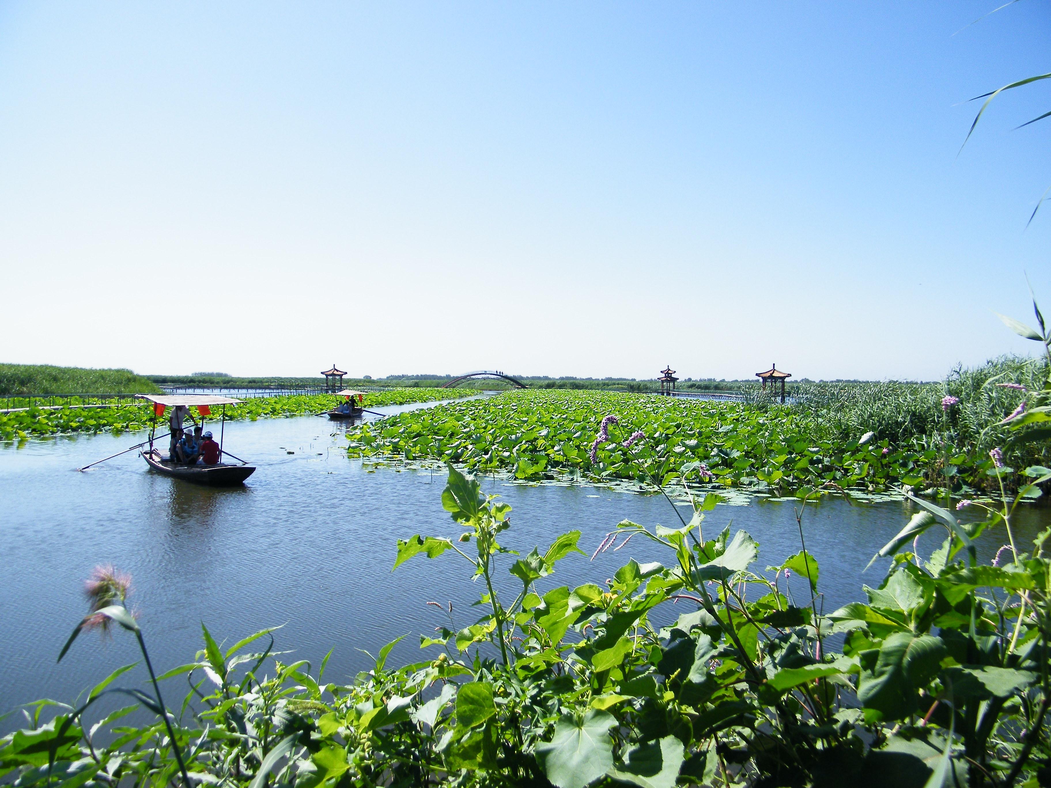 桨声苇影里的白洋淀