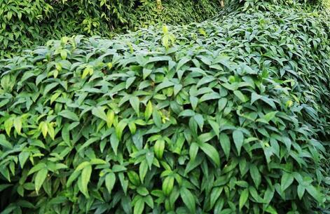 如何鉴别真假三叶青