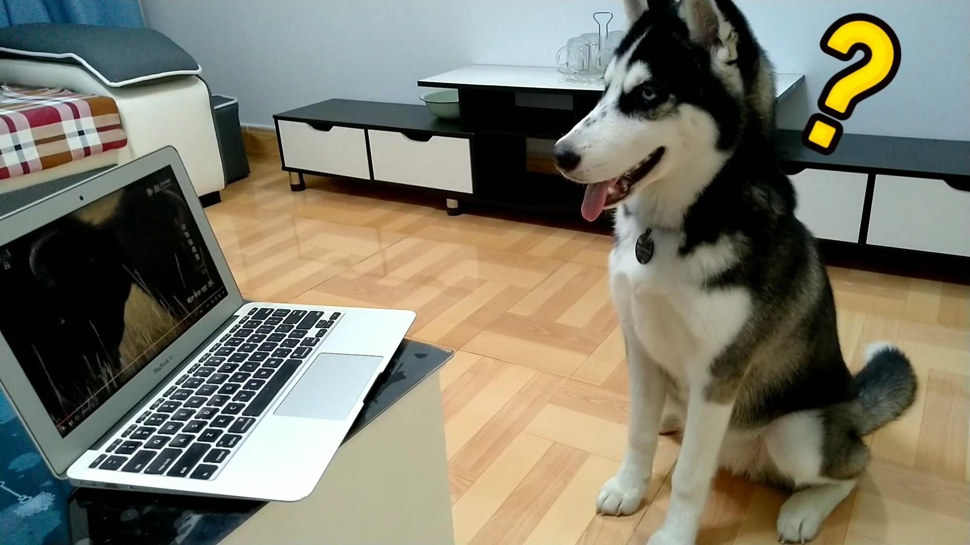 理想生活计划·种草狂欢季宠物饲养宠物狗二哈宠物社区家有两块下冰雹