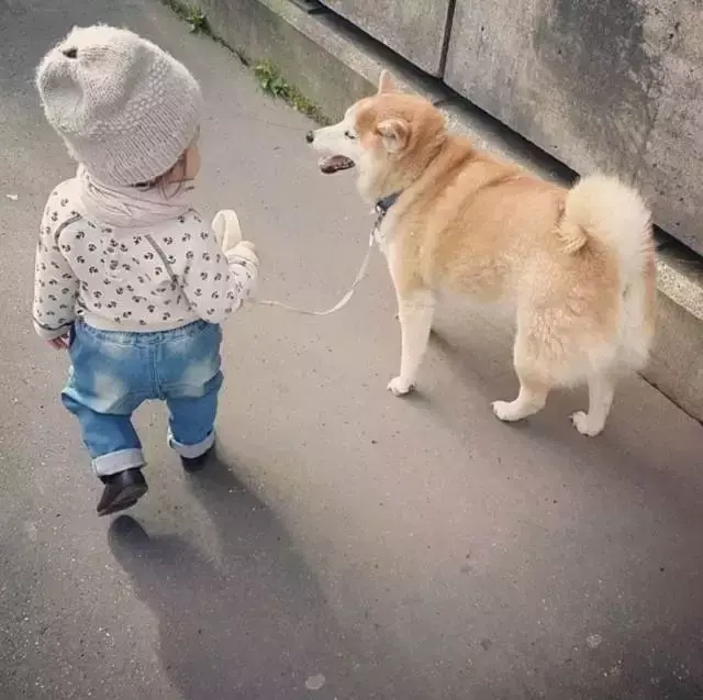 这个可爱的小姑娘philo是法国和日本混血,柴犬陪伴着小丫头长大,不离