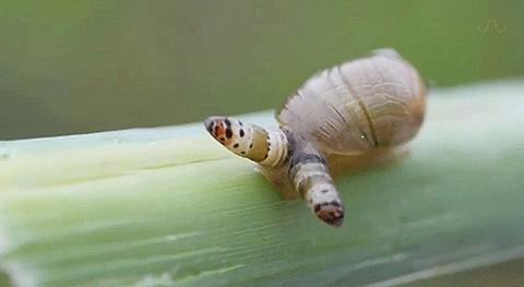 蜗牛寄生虫双盘吸虫图片