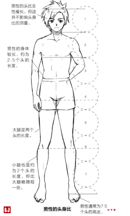 動漫人體的頭身比怎麼確定人體比例畫法教程