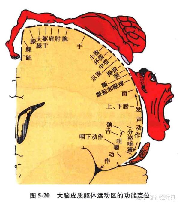 额叶的解剖功能定位精讲【收藏起来} - 知乎