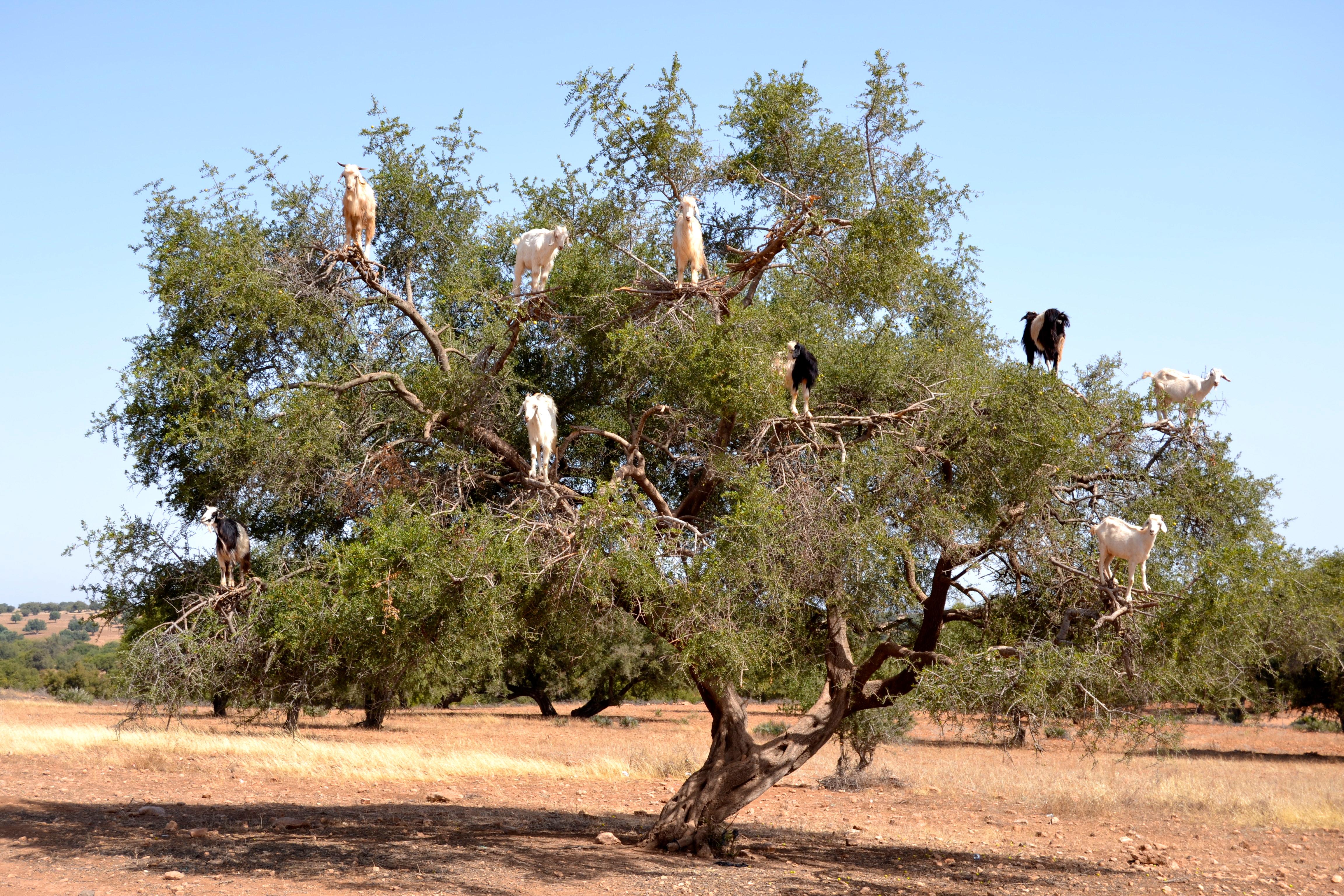 这种只生长在摩洛哥的阿甘树,最少需要种植40年才能结果 argan trees