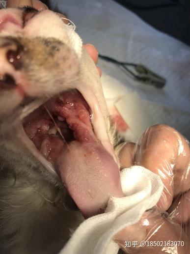 猫杯状病毒感染