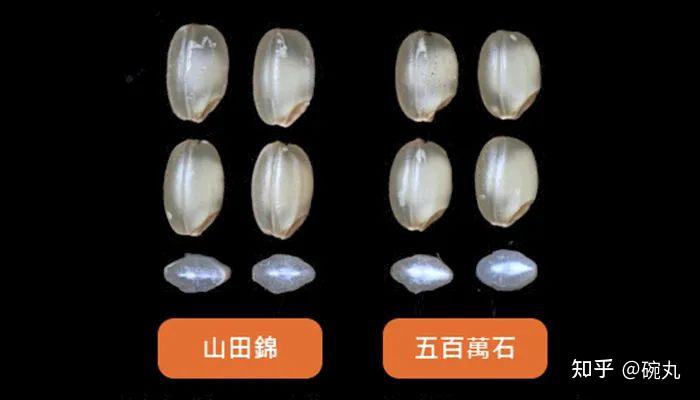 清酒 | 山田锦,酒米之王的王道 - 知乎