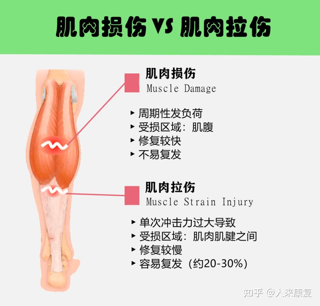 运动康复,肌肉损伤康复的三个阶段【人来康复】 - 知乎