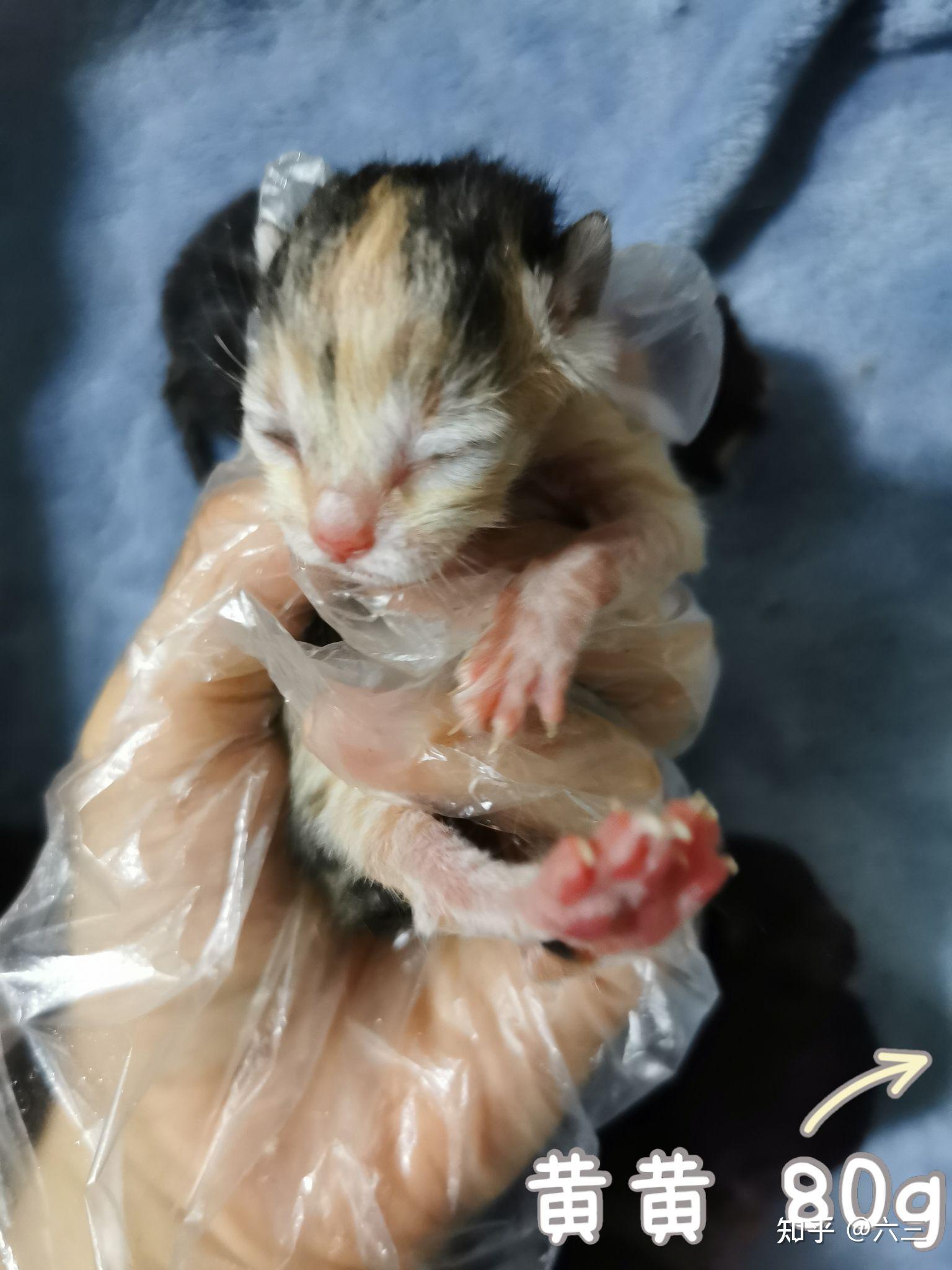 蓝猫和橘猫可以杂交吗,如果可以的话,有实际案例吗? - 知乎