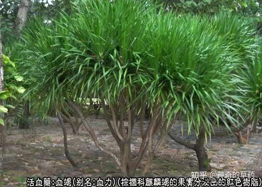 中药材:血竭 - 知乎