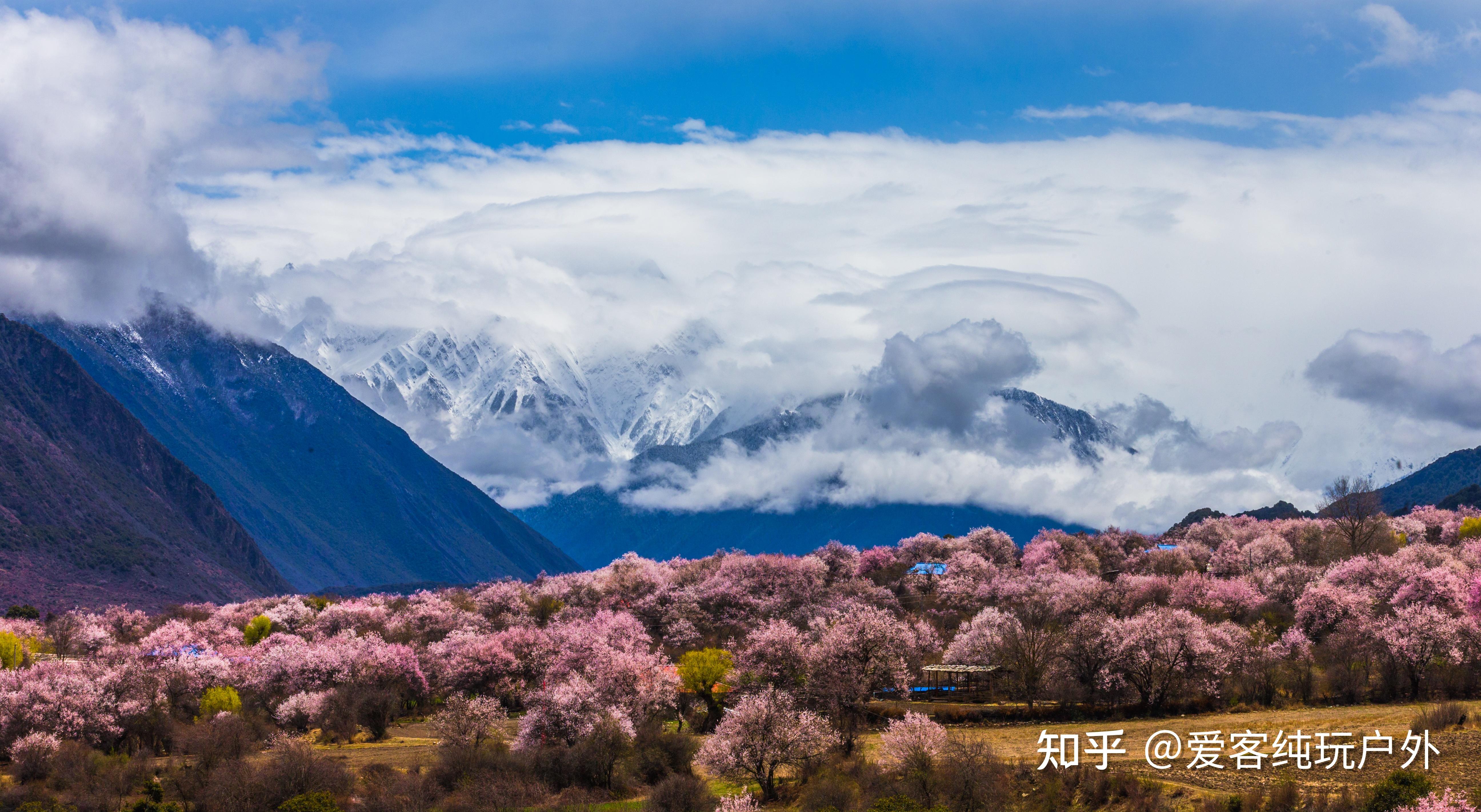 春季赏花限定 林芝桃花节赏花攻略