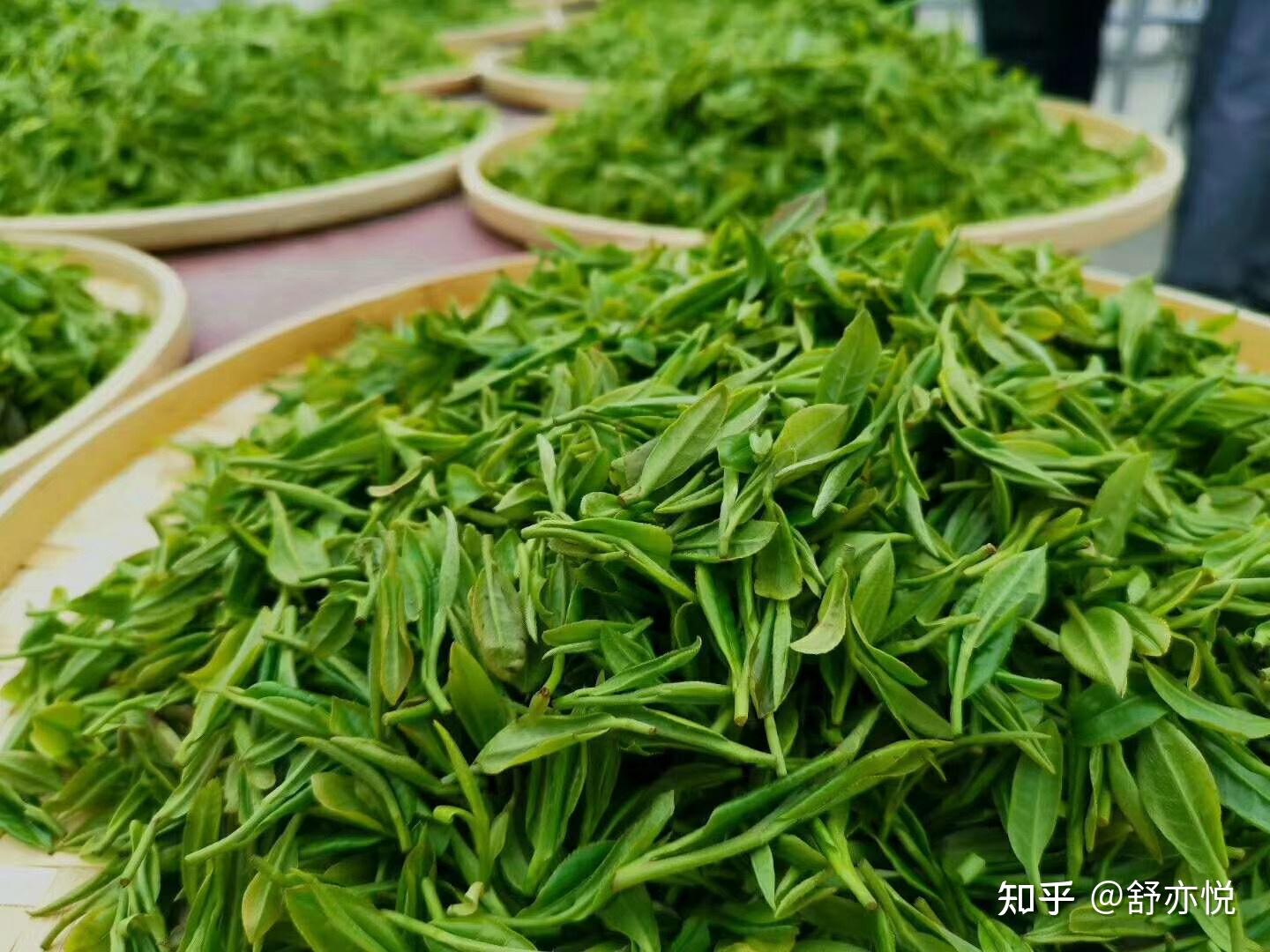 紫阳富硒茶 - 知乎