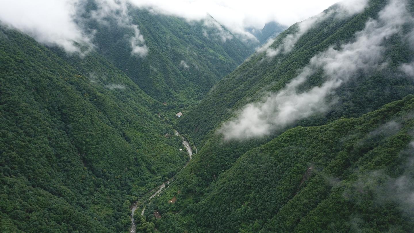 秦岭山地巴山冷杉天然林物种多样性分析 一 知乎