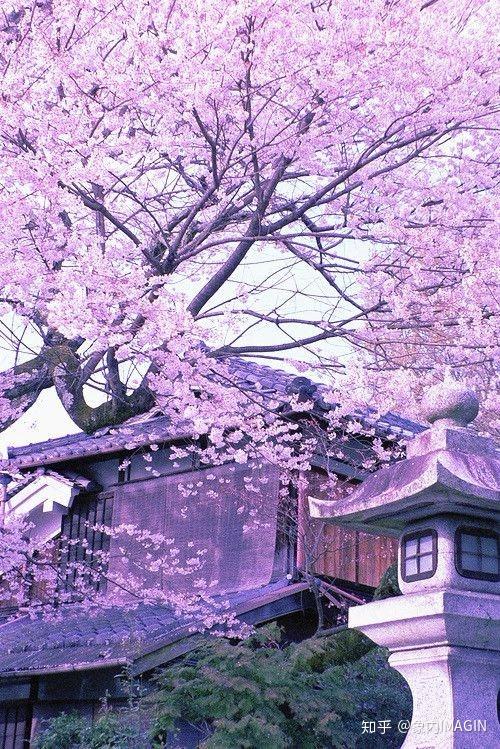 物哀、幽玄、侘寂—为什么日本的设计能被一眼看出来? - 知乎
