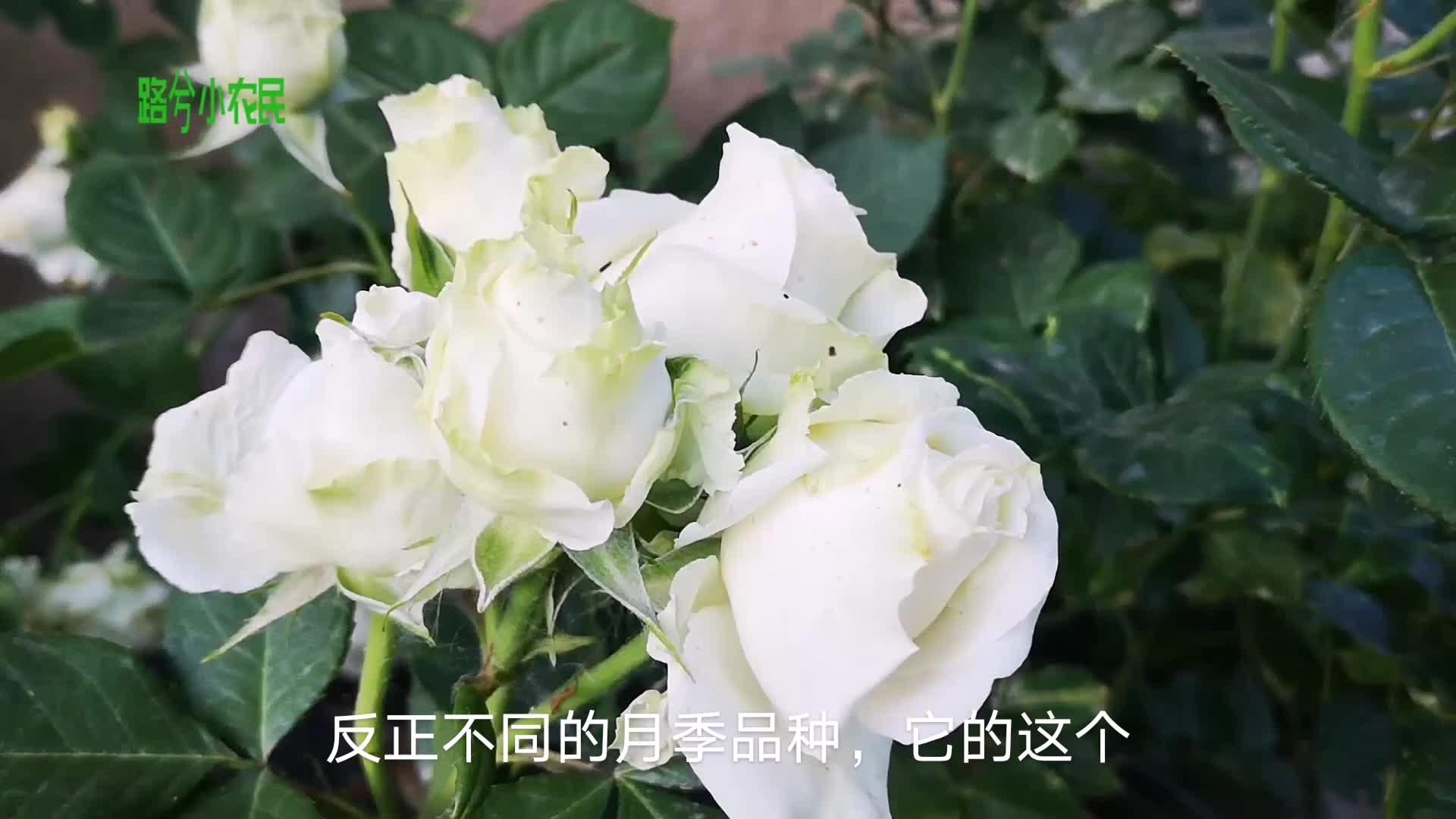 河本系列月季 大花浓香多季节开花,花朵很特别,值得入手