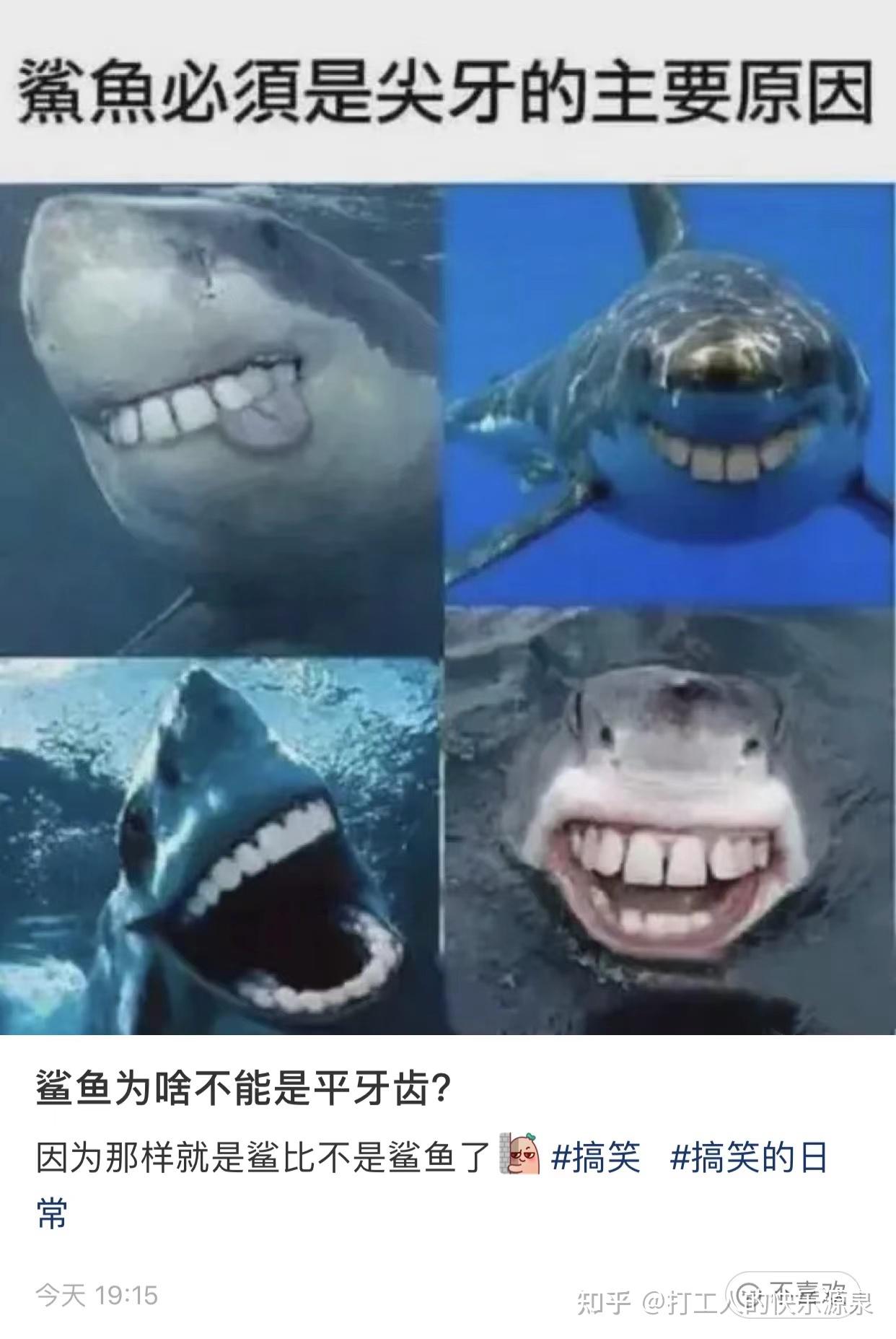 小鲨鱼好可爱呀end今日份快乐结束, 工人酱和大家说拜拜~人生准则