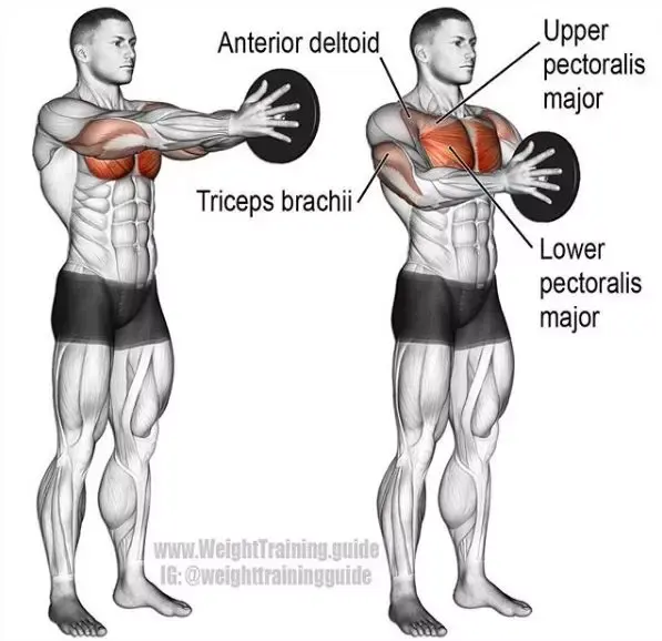 超全肌肉训练图解 让你从此告别瞎练 健身不求人 知乎