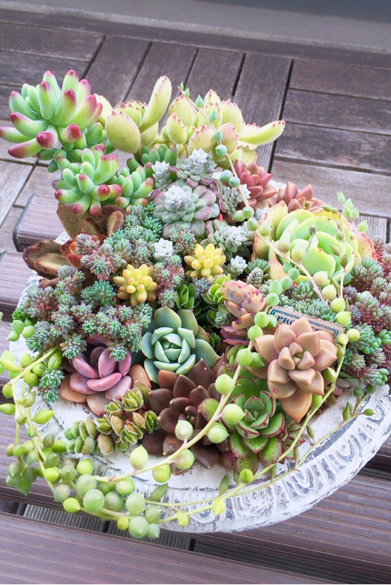 多肉组合 图源于网络