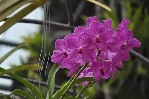 秋冬花卉推荐:万代兰的鉴赏与养护管理 - 知乎