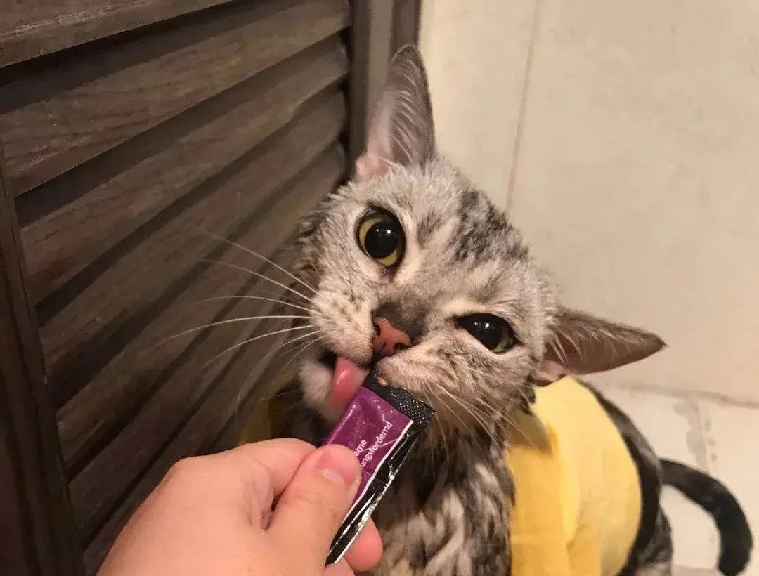 爱妖经大社区精致小猫咪nico的零食大推荐