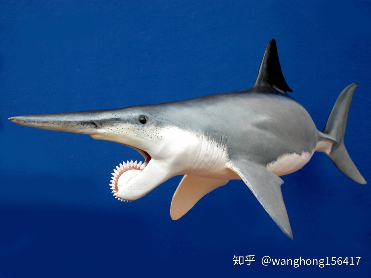 古生代各时期最大的动物是哪些